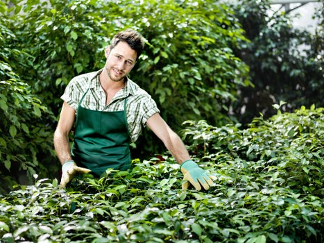Tree pruning and maintenance service in Tower Hill